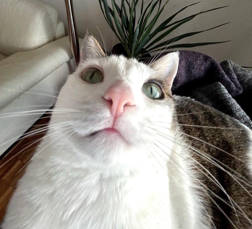 le chat de camille